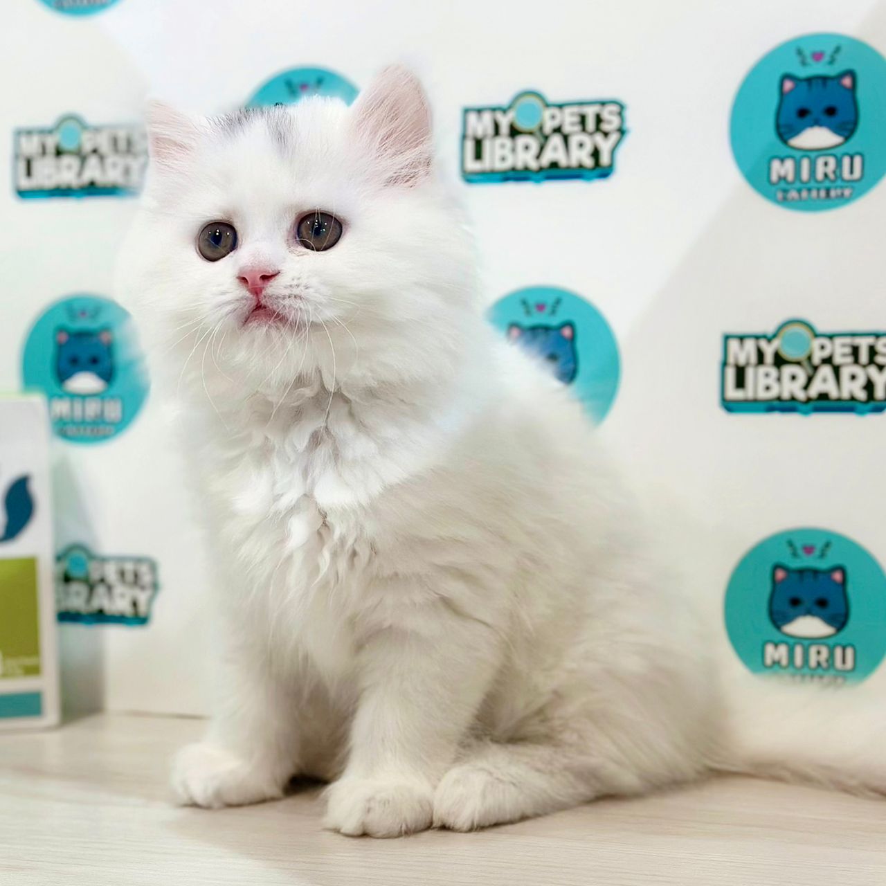 British Longhair Kitten