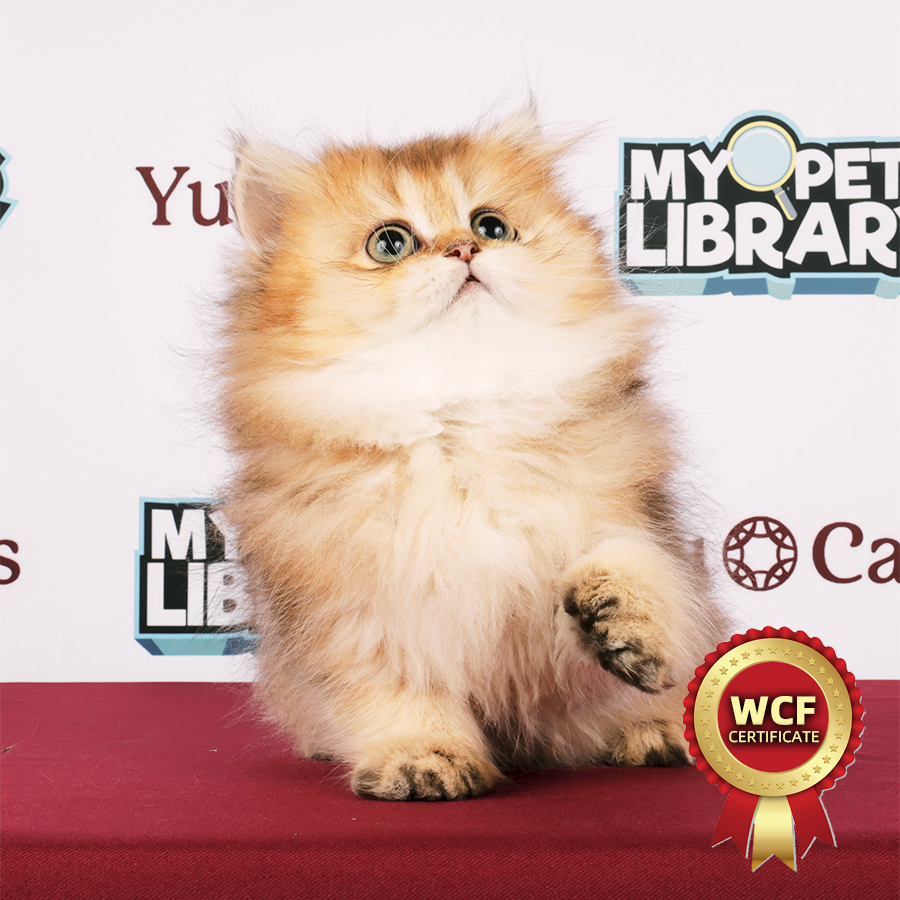 WCF British Longhair Kitten
