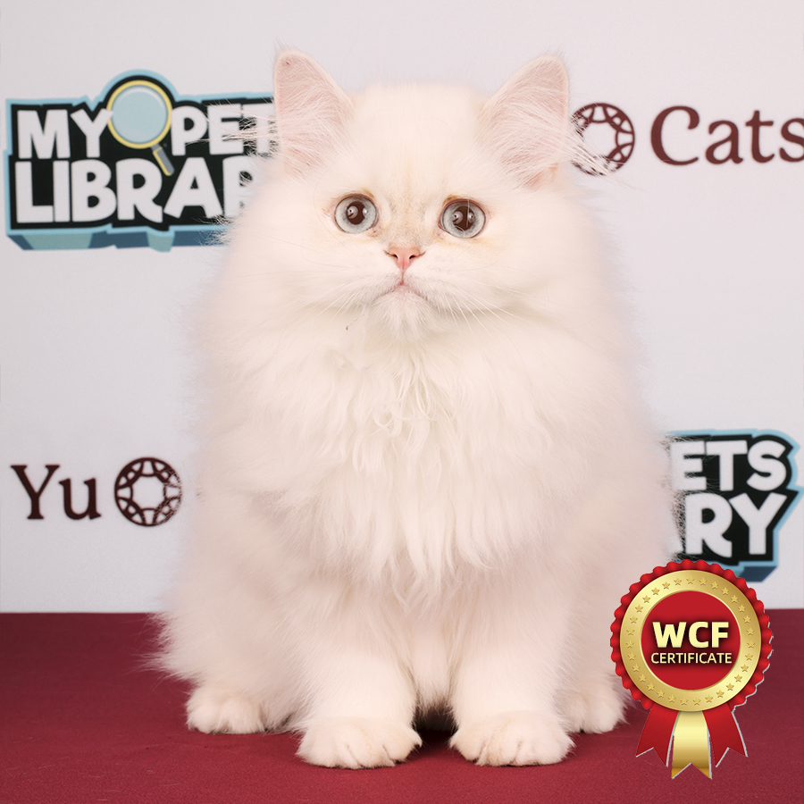 WCF British Longhair Kitten