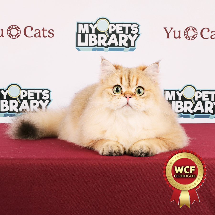 WCF British Longhair Kitten