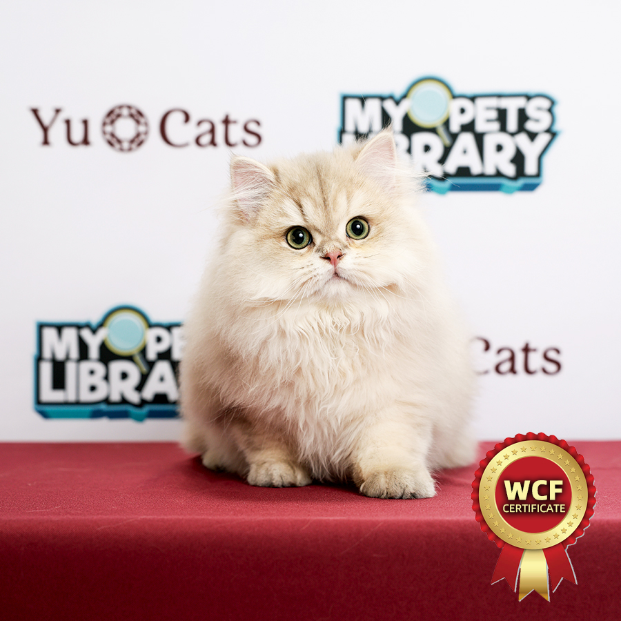 WCF British Longhair Kitten