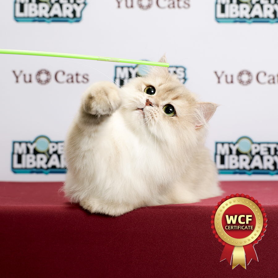 WCF British Longhair Kitten