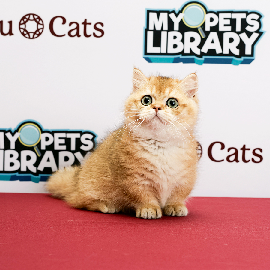 Munchkin Kitten