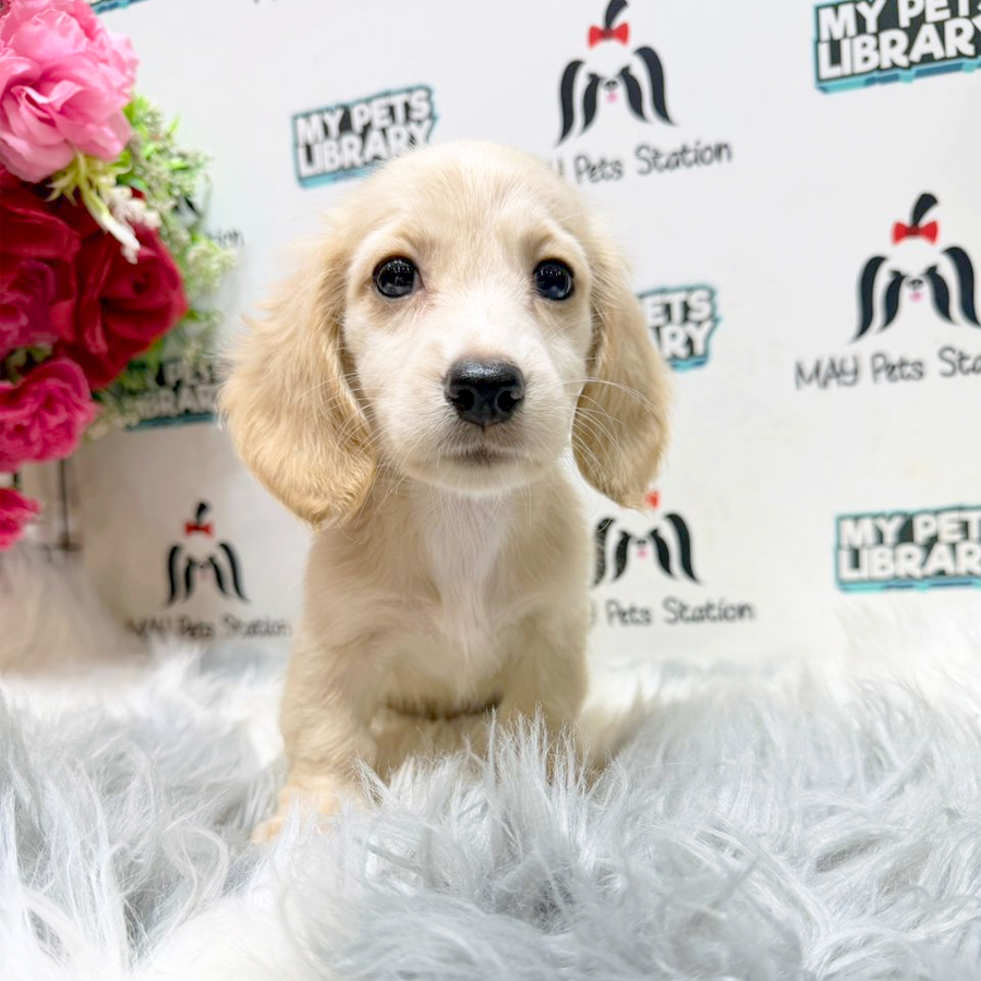 Dachshund Puppy