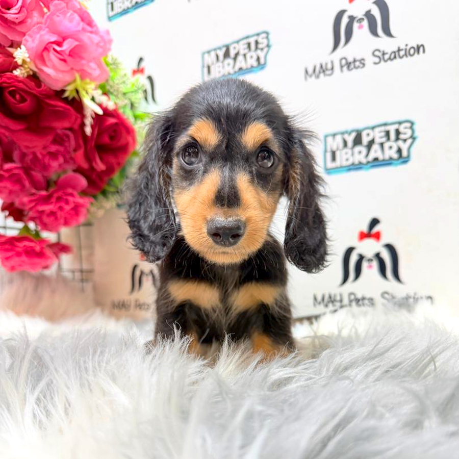 Dachshund Puppy
