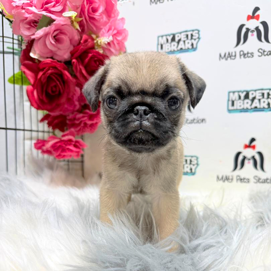 Pug Puppy