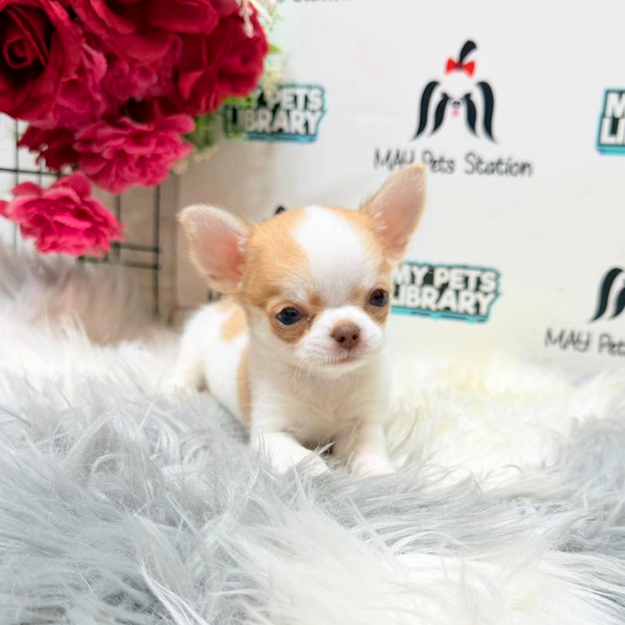 Chihuahua Puppy