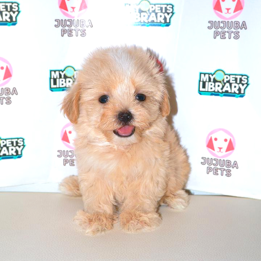 Maltipoo Puppy
