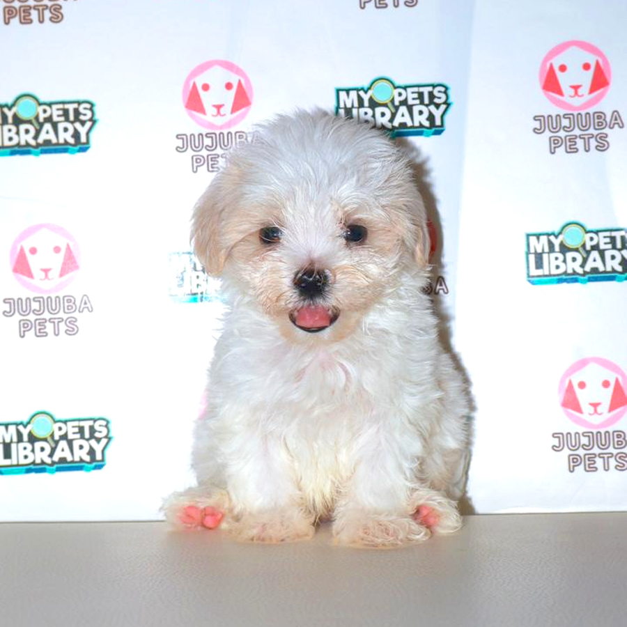 Maltipoo Puppy