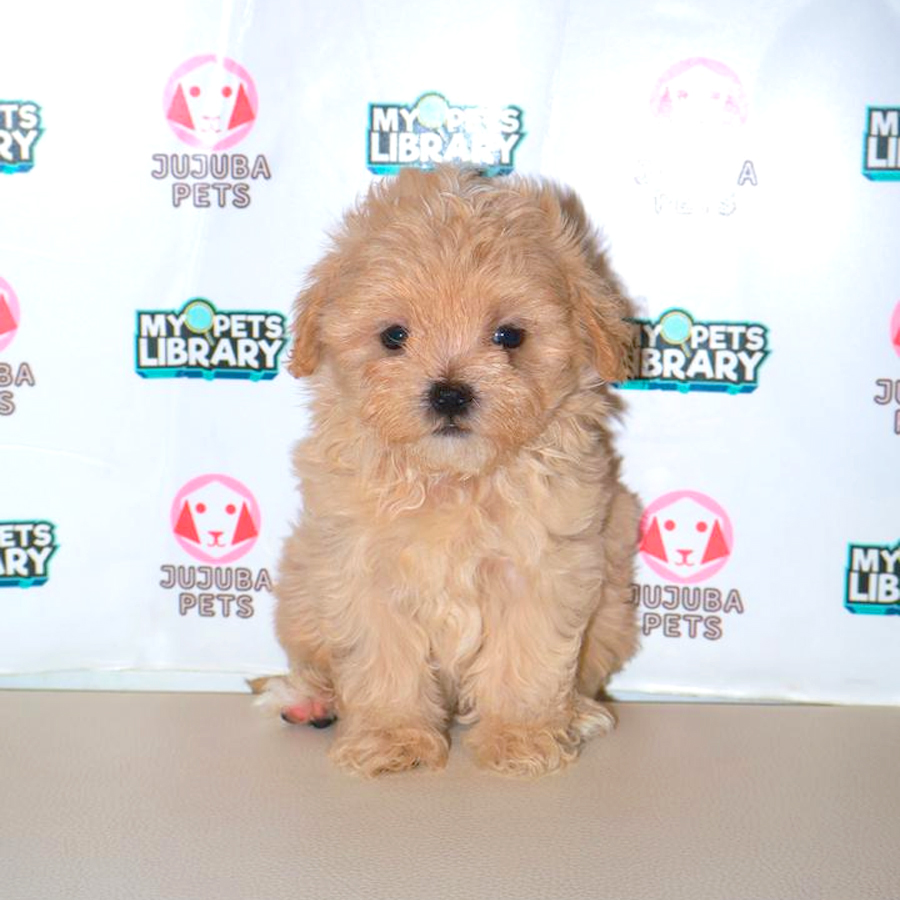 Maltipoo Puppy