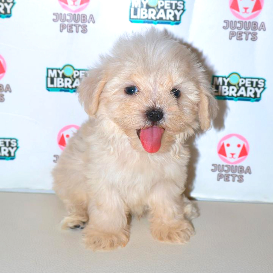 Maltipoo Puppy