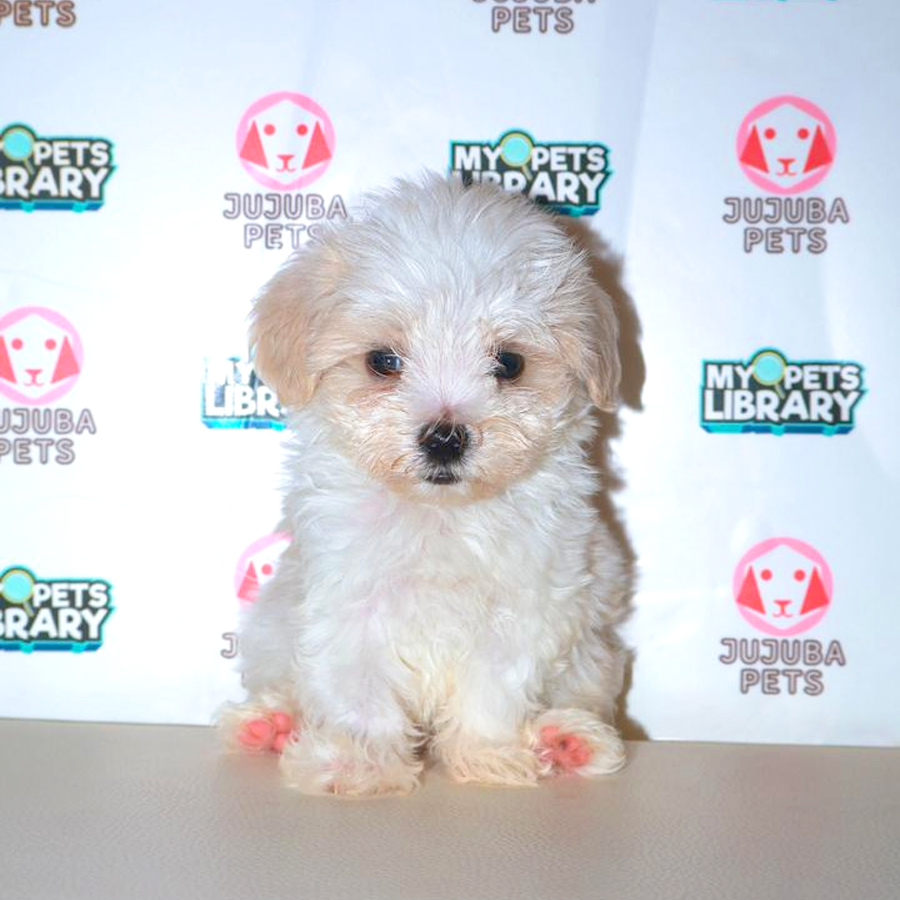 Maltipoo Puppy