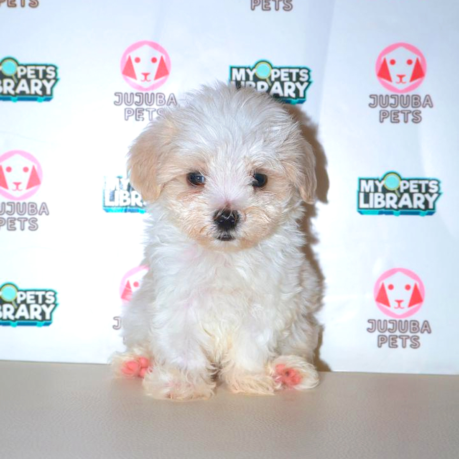 Maltipoo Puppy