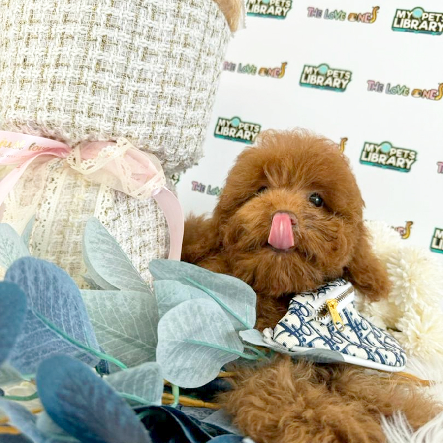 Tiny Poodle Puppy