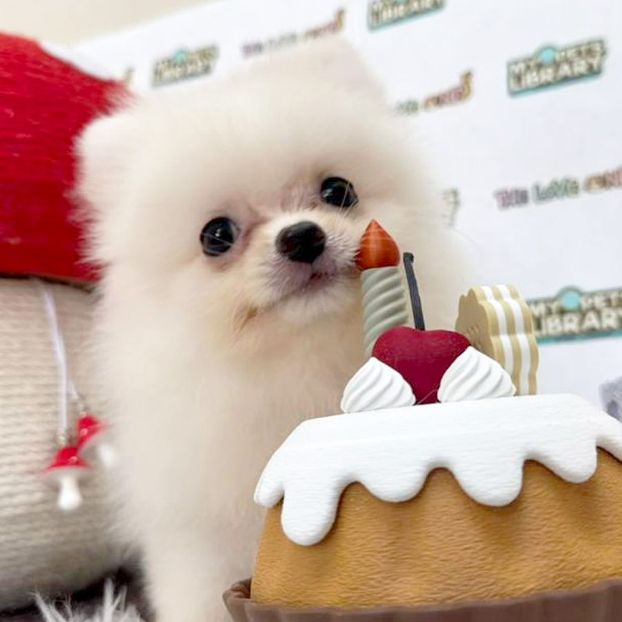Tiny Pomeranian Puppy