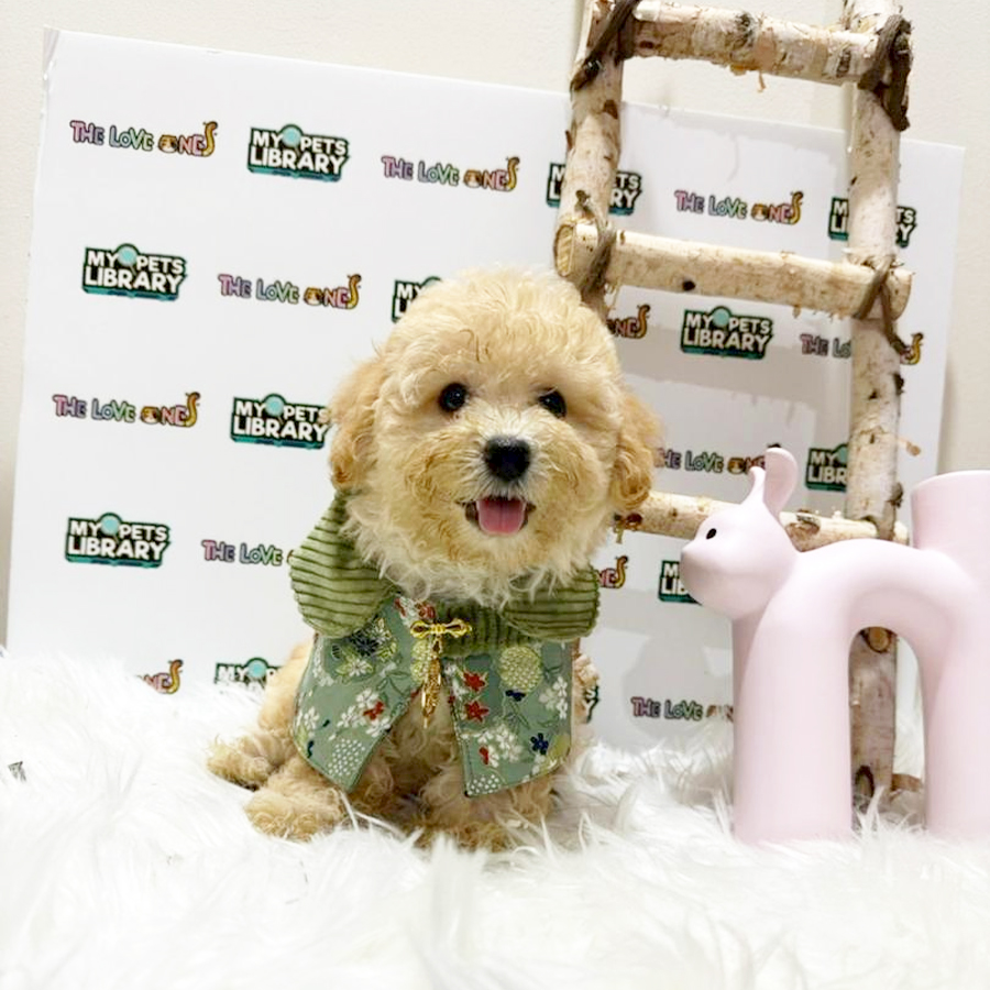 Tiny Poodle Puppy