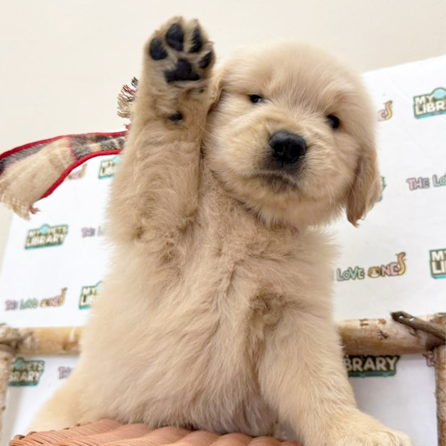 Golden Retriever Puppy