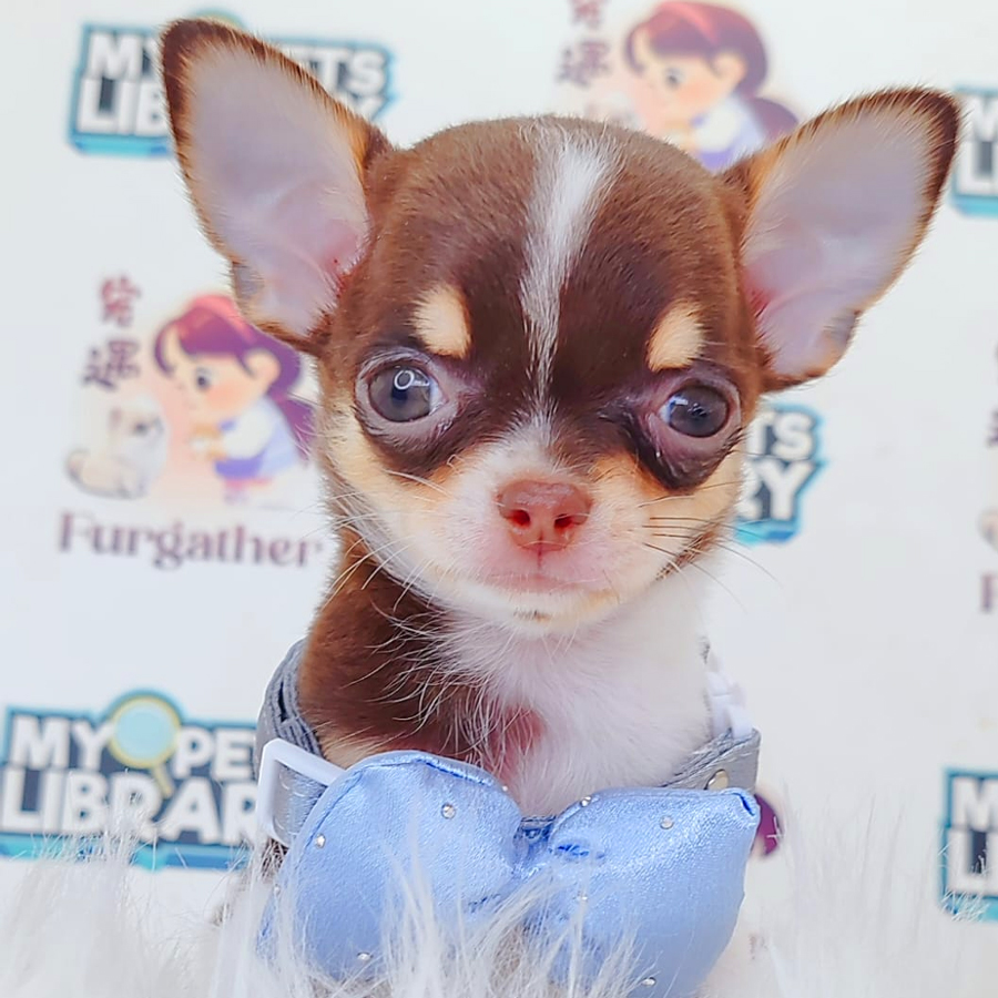 Chihuahua Puppy