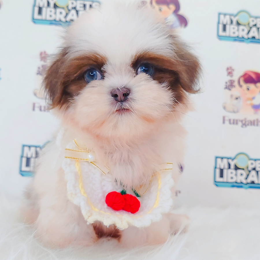 Shih Tzu Puppy