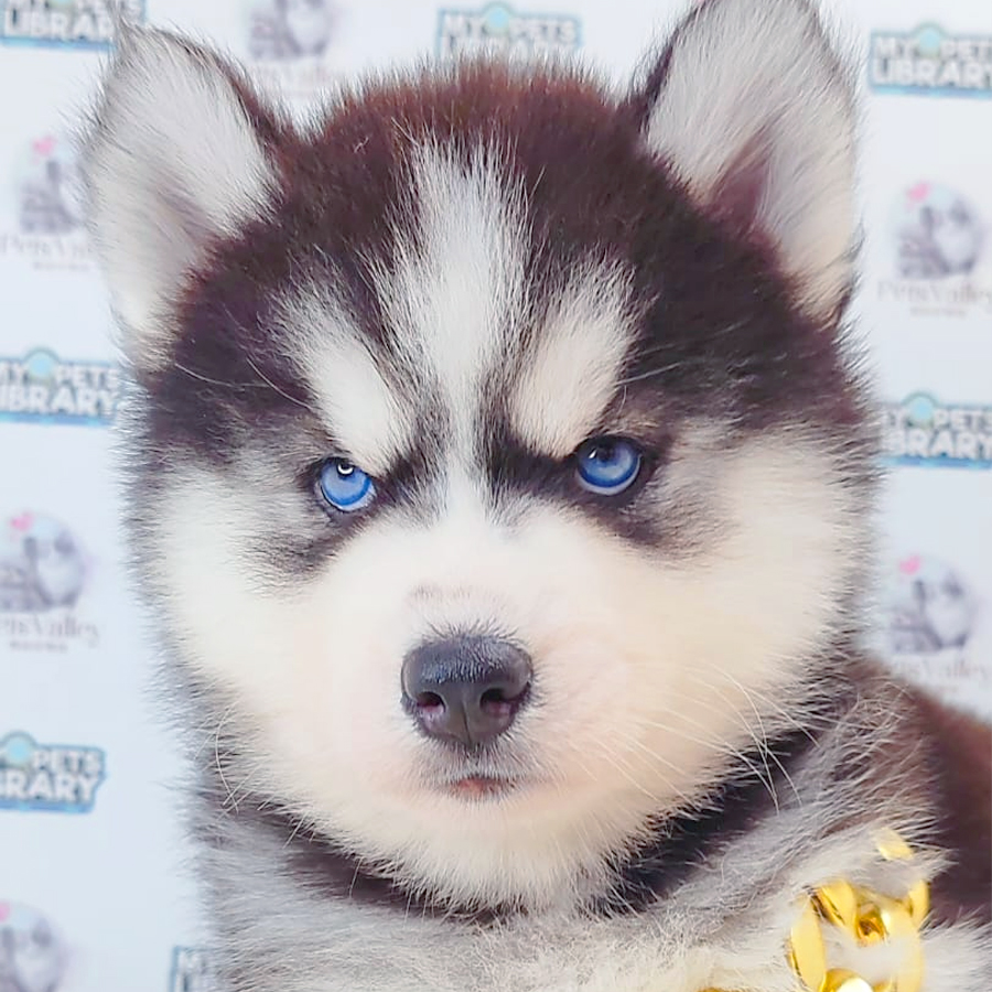 Wooly Husky Puppy