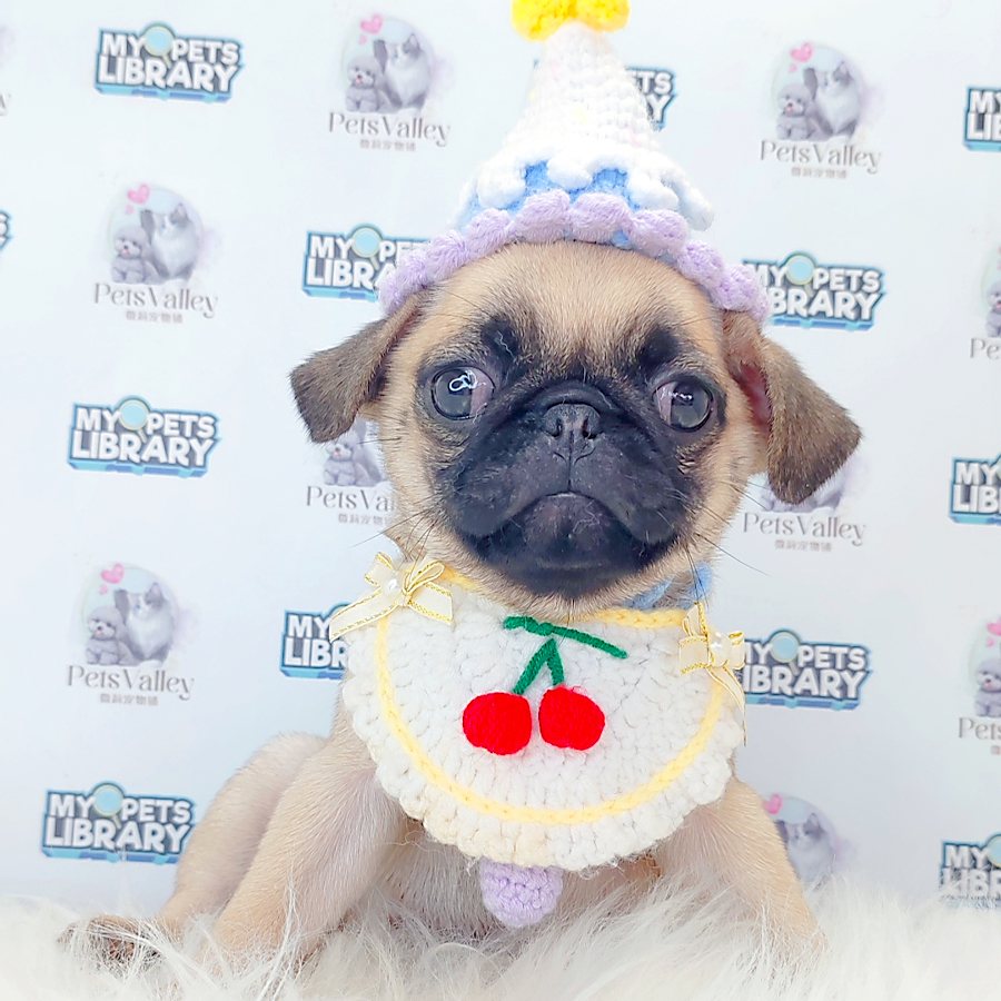 Pug Puppy