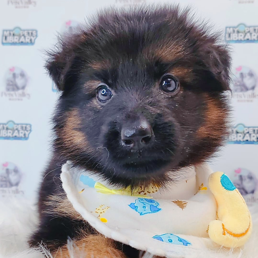 German Shepherd Puppy