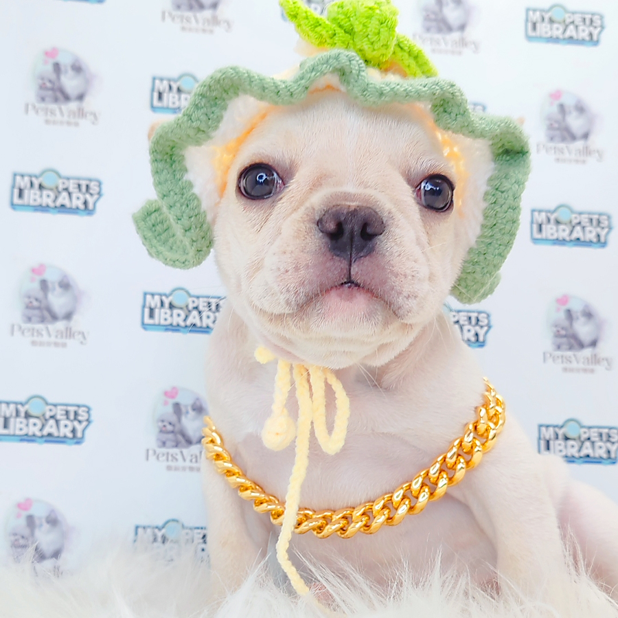 French Bulldog Puppy