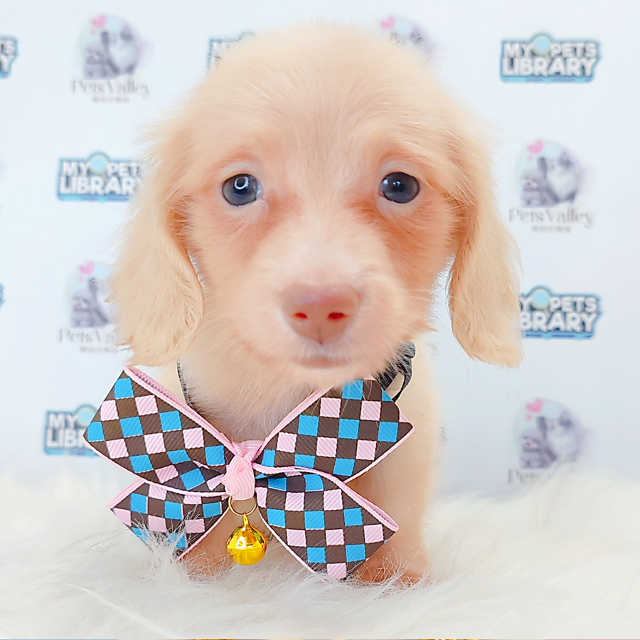 Long Coat Dachshund Puppy