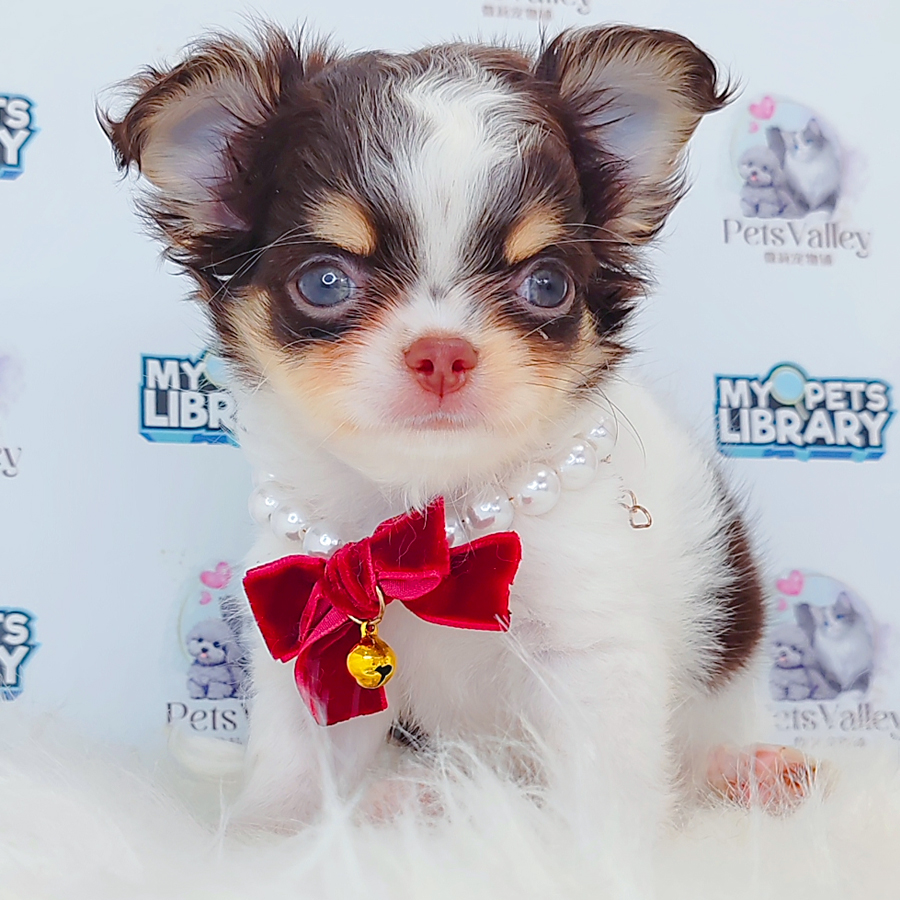 Long Coat Chihuahua Puppy