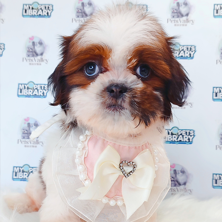 Shih Tzu Puppy