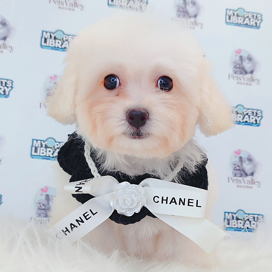 Toy Poodle Puppy