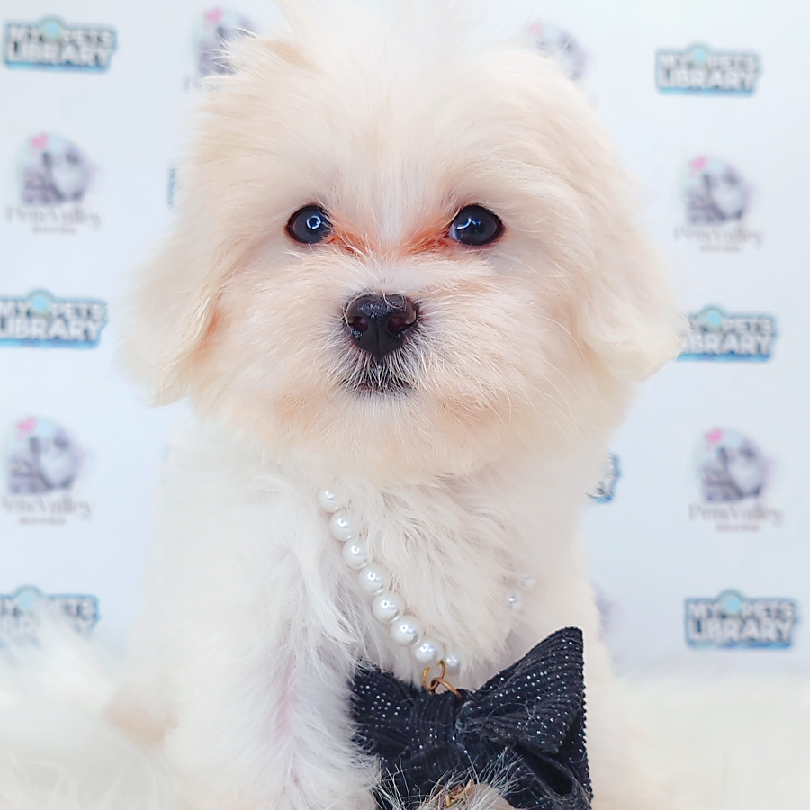 Maltipoo Puppy