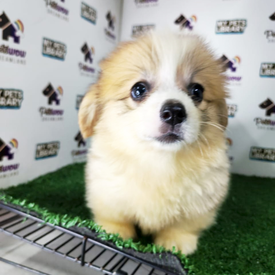 Long Coat Pembroke Welsh Corgi Puppy