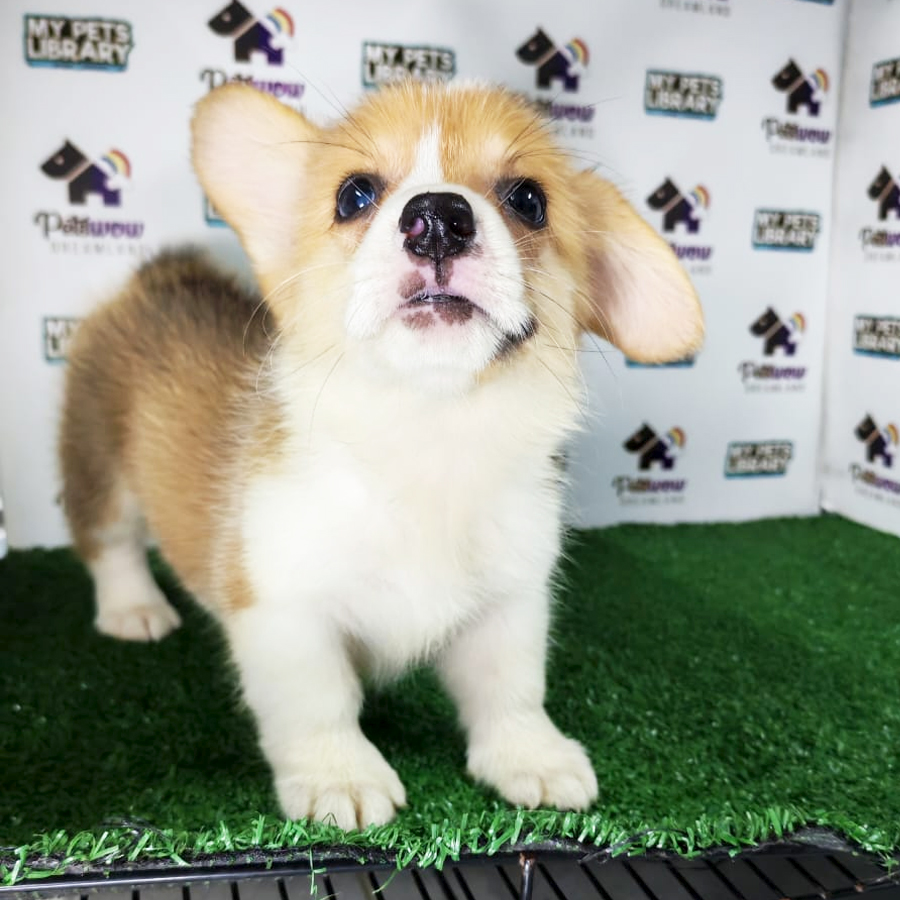 Pembroke Welsh Corgi Puppy