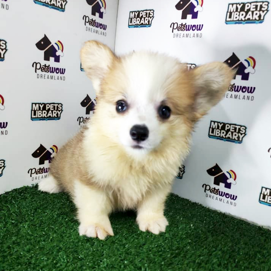 Long Coat Pembroke Welsh Corgi Puppy