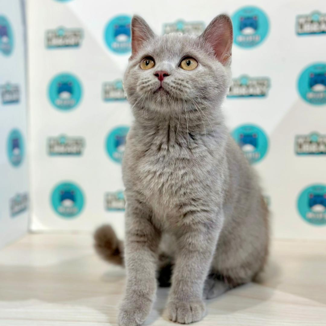British Shorthair Kitten