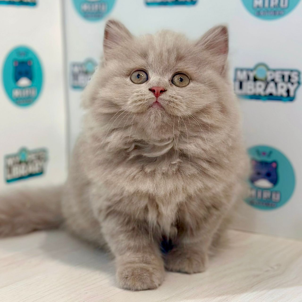 British Longhair Kitten