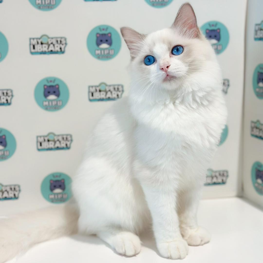 Ragdoll Kitten