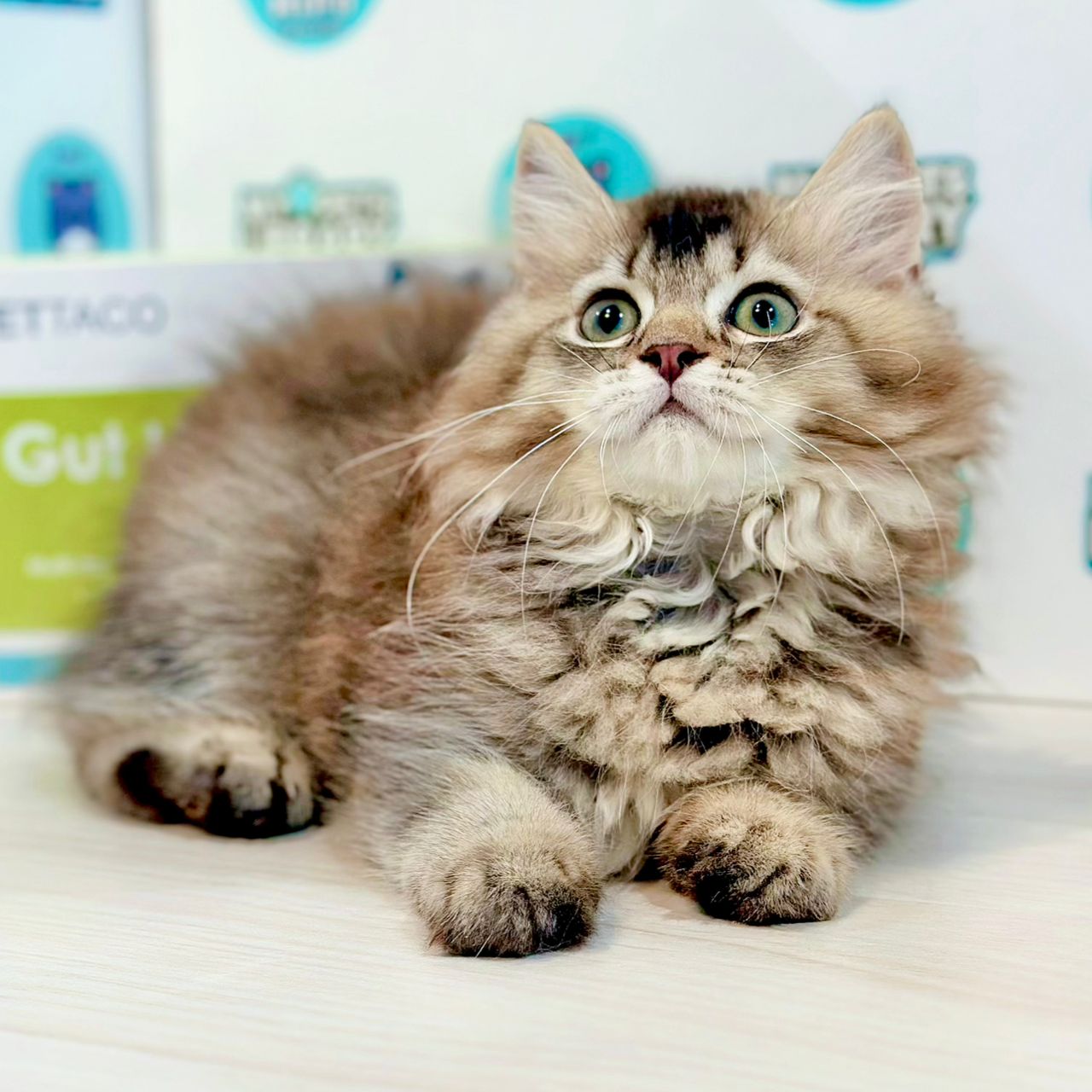 British Longhair Kitten