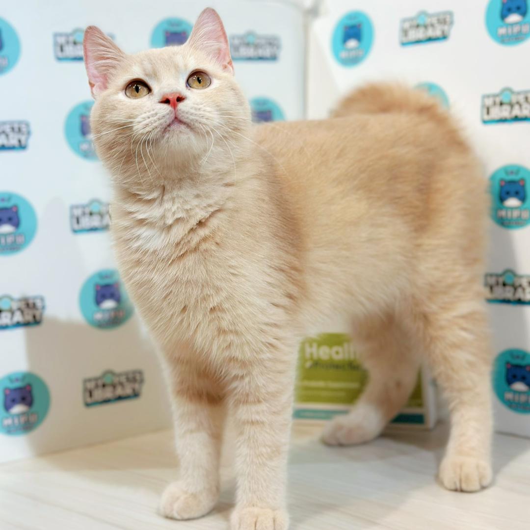 British Shorthair Kitten