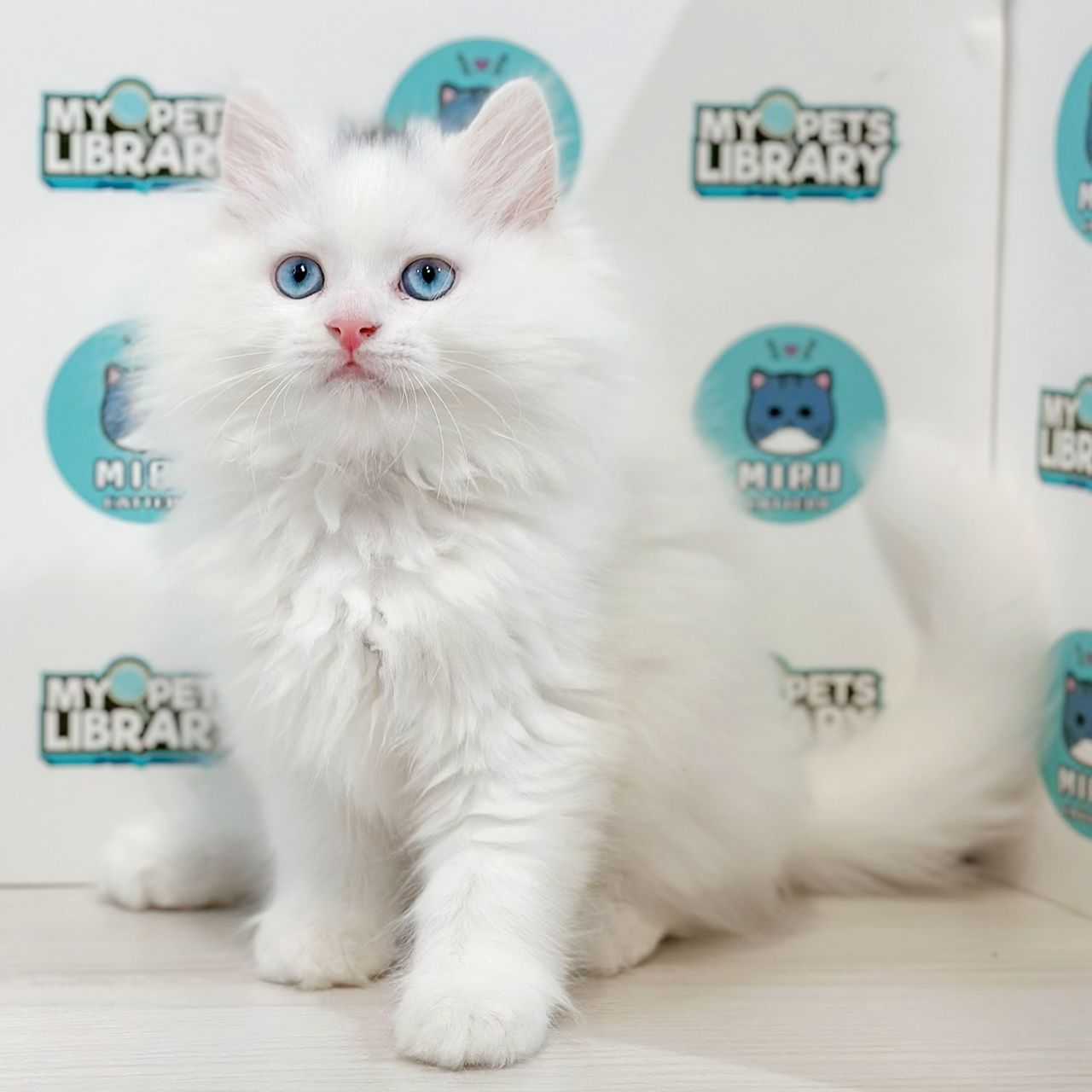 British Longhair Kitten