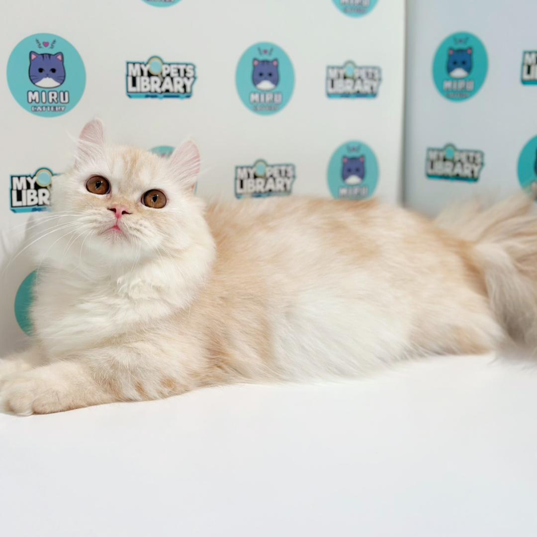 Super Short Munchkin Kinkalow Kitten