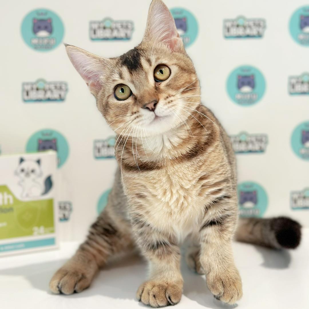 Super Short Munchkin British Shorthair Kitten