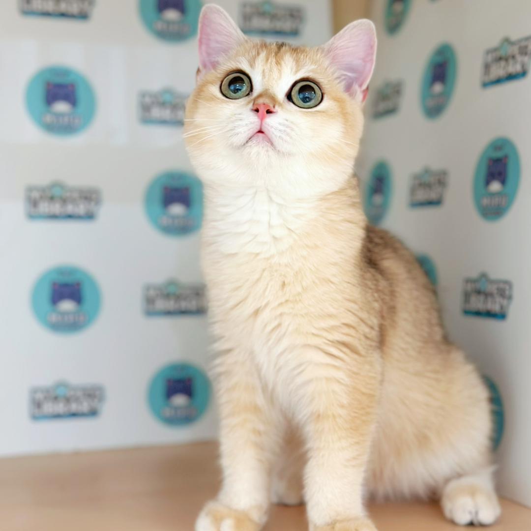 British Shrthair Kitten