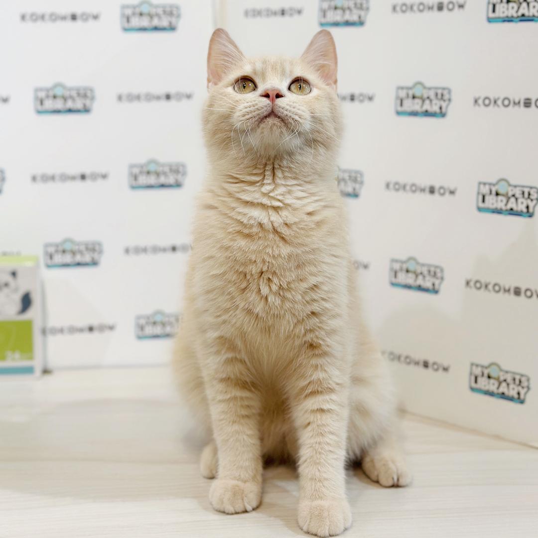 British Shorthair Kitten