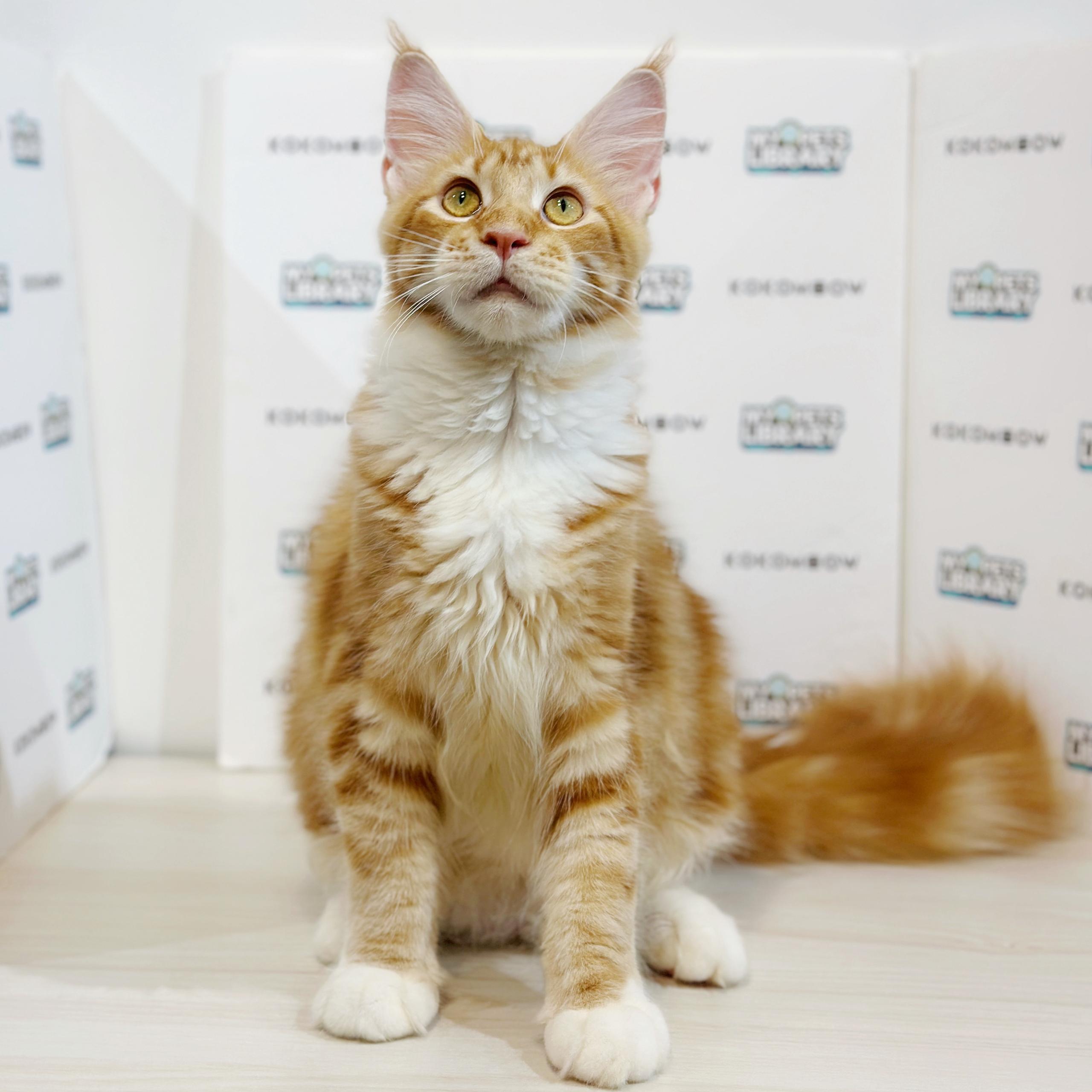 Maine Coon Kitten