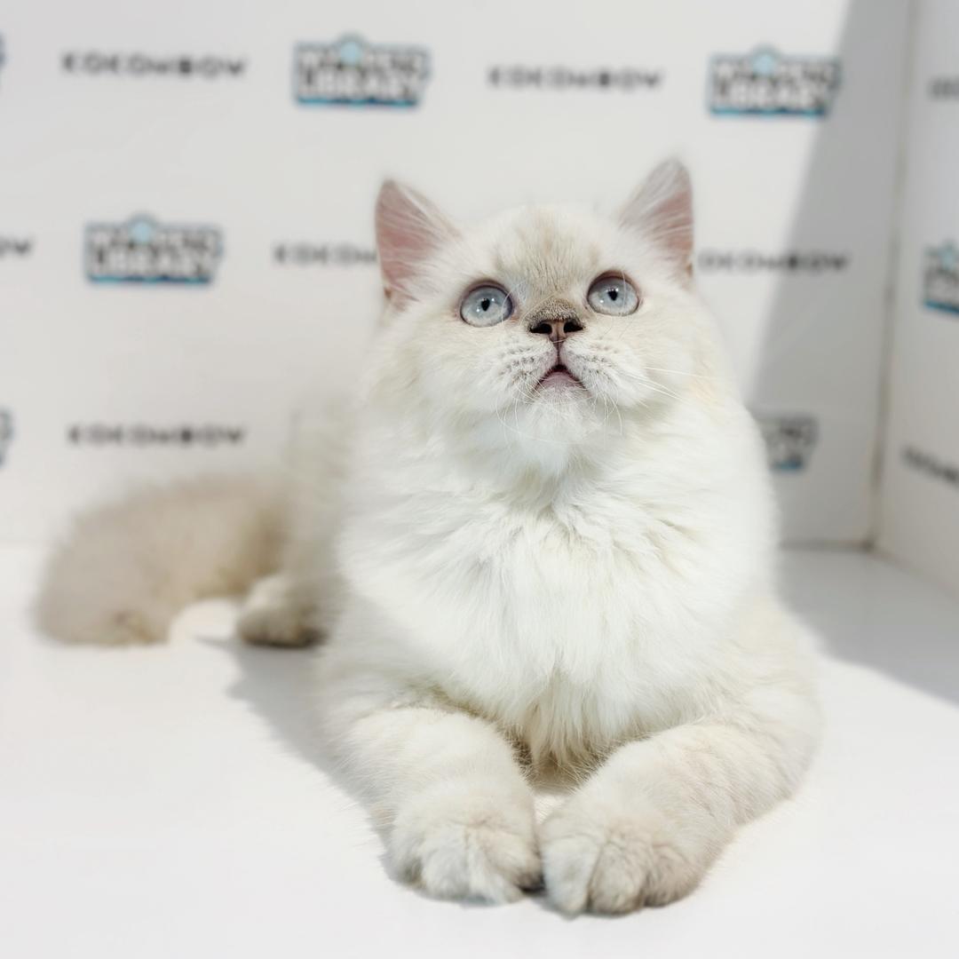 Himalayan Persian Kitten