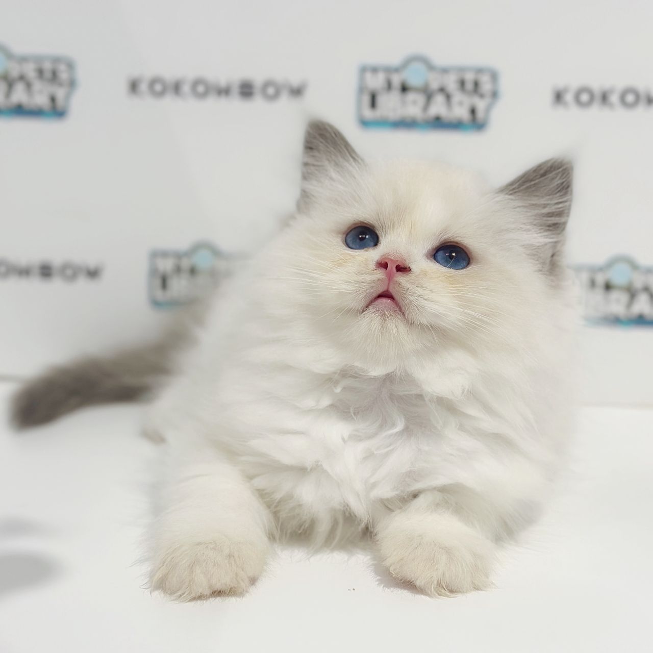 Ragdoll Kitten
