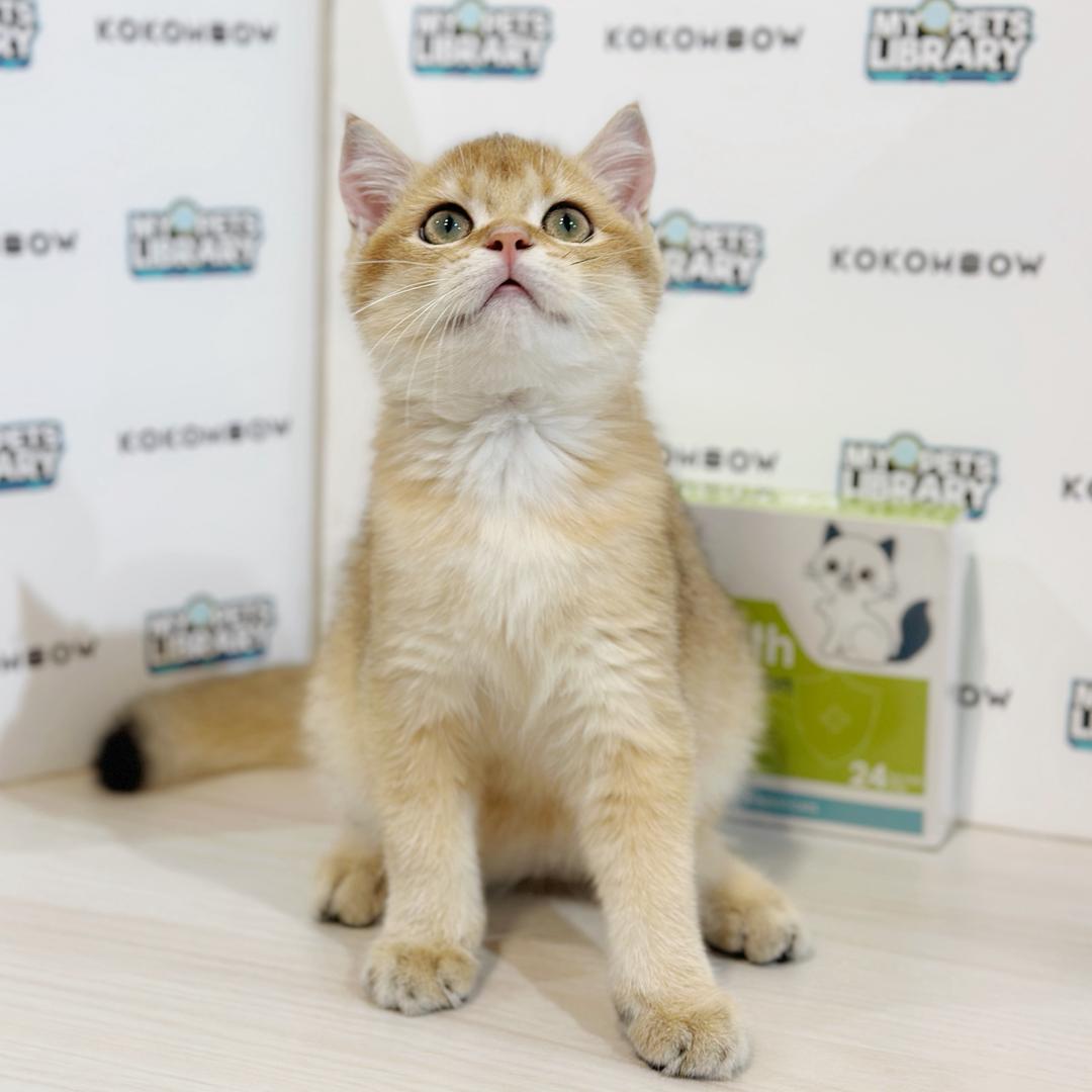 British Shorthair Kitten