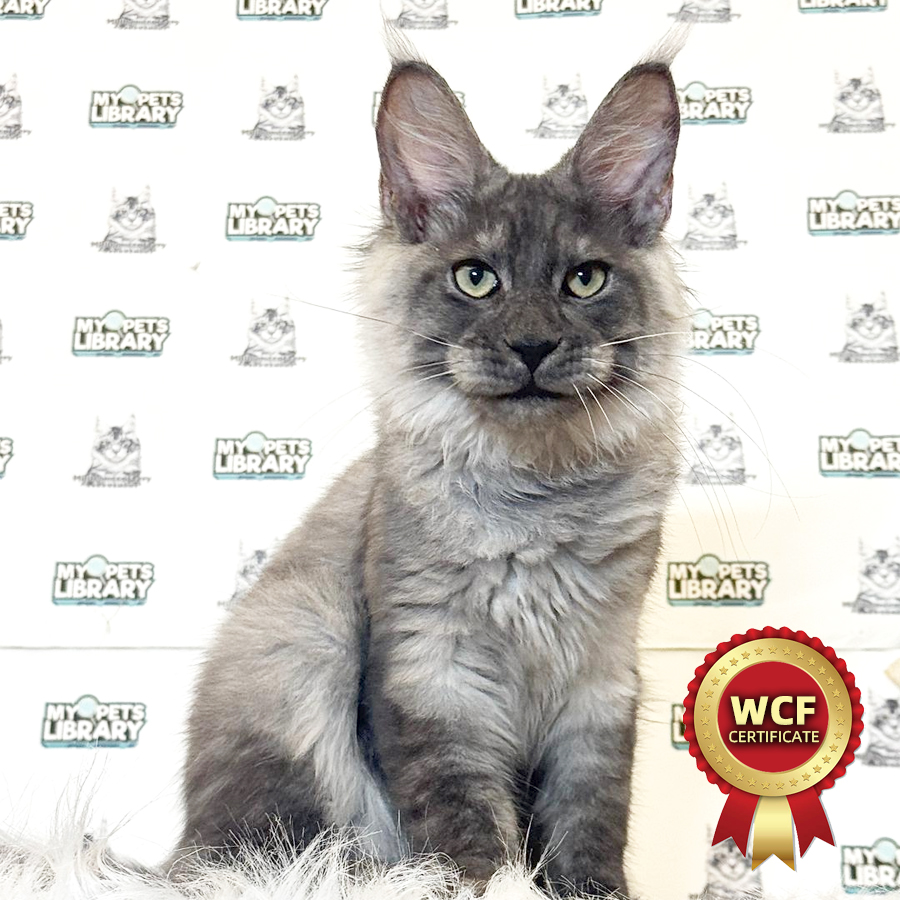 WCF Maine Coon Kitten
